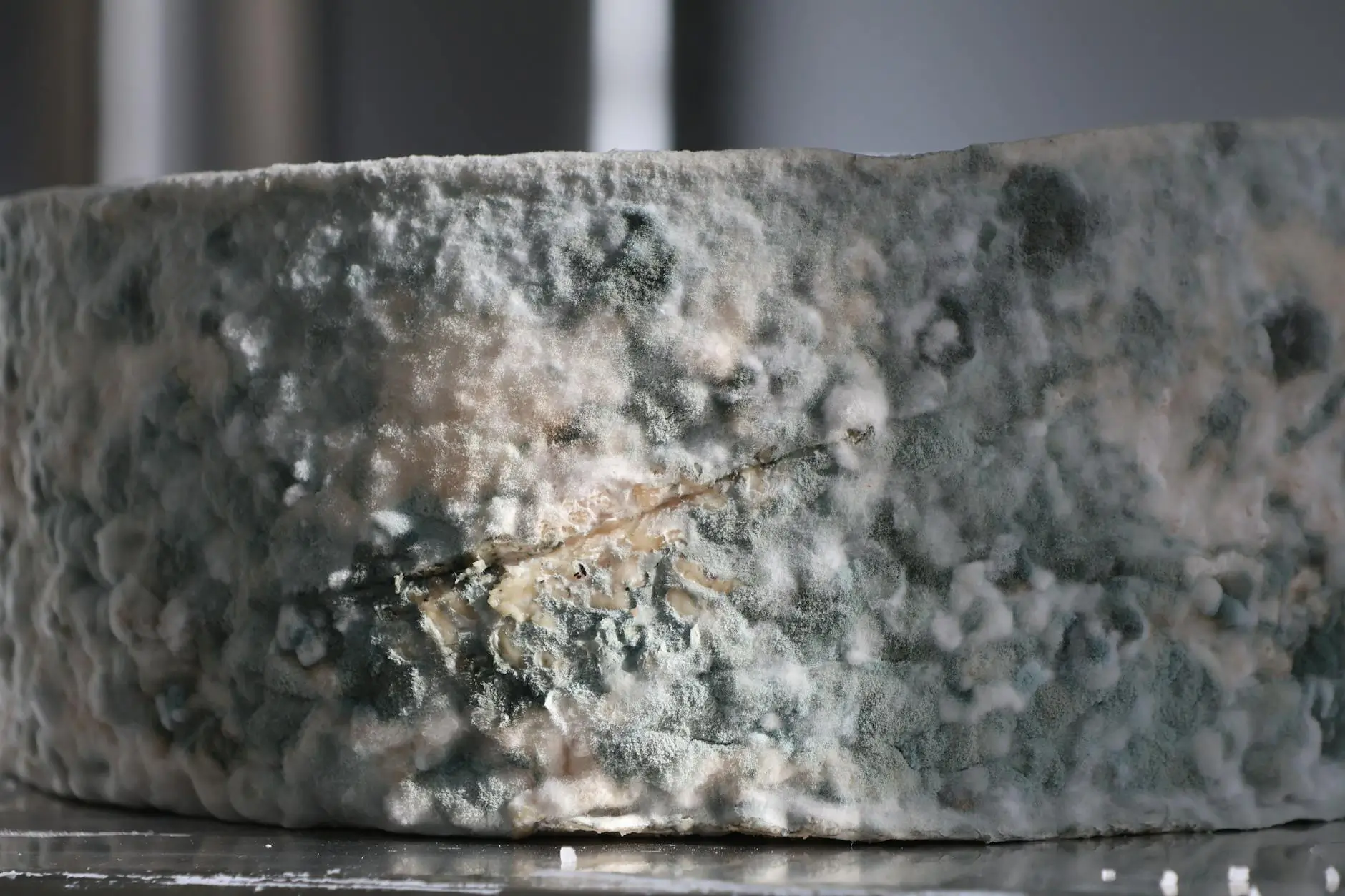 The Danger of Hidden Mold & Moisture — Medley